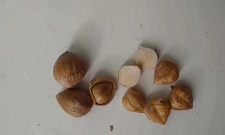 Фундук, ліщина, ведмежий горіх деревовидна ліщина 2024 - фото № 5