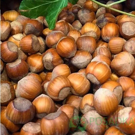 Очищений Фундук Італійські сорти "Tonda di Giffoni' ' ' ' TDL' ' - фото № 1