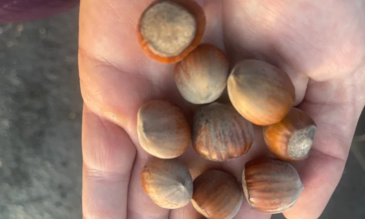 Продам фундук з власного саду нового урожая - фото № 1