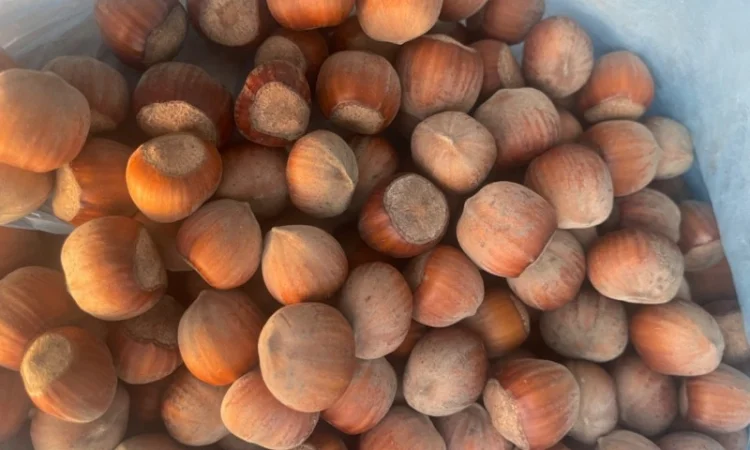 Продам фундук з власного саду нового урожая - фото № 2