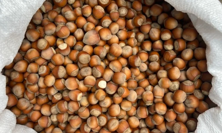 Фундук барселонский каталонский - фото № 1