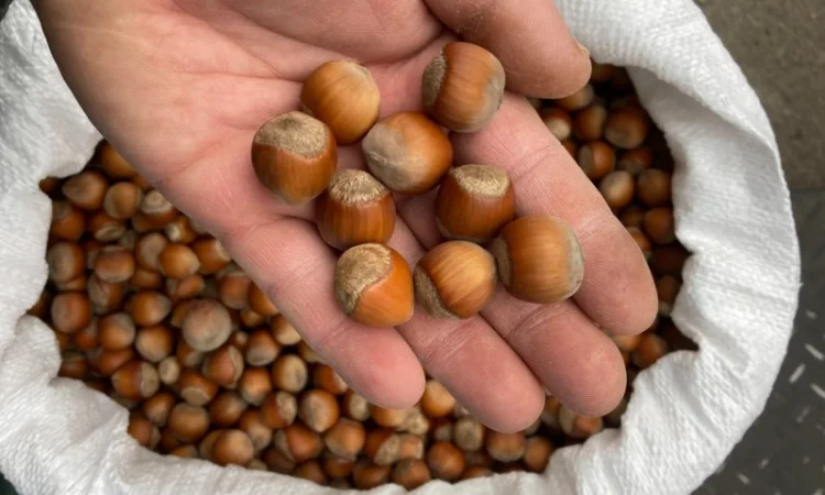 Фундук барселонский каталонский - фото № 2