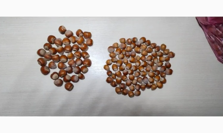 Продам фундук очищенный - фото № 2