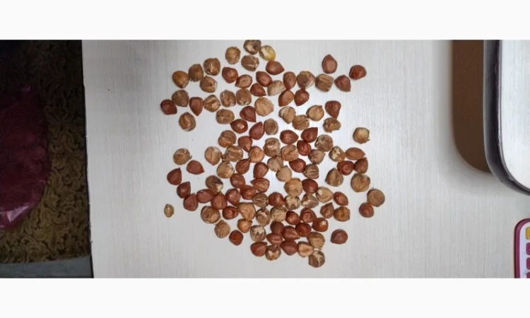 Продам фундук очищенный - фото № 3