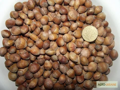 Деревовидна ліщина, лісовий горіх, ведмежий горіх 2024 - фото № 2