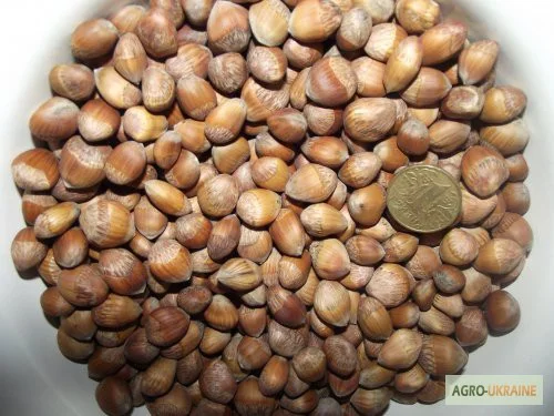 Деревовидна ліщина, лісовий горіх, ведмежий горіх 2024 - фото № 4