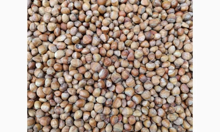 Продам лісовий горіх(ведмежий горіх) ліщину - фото № 1