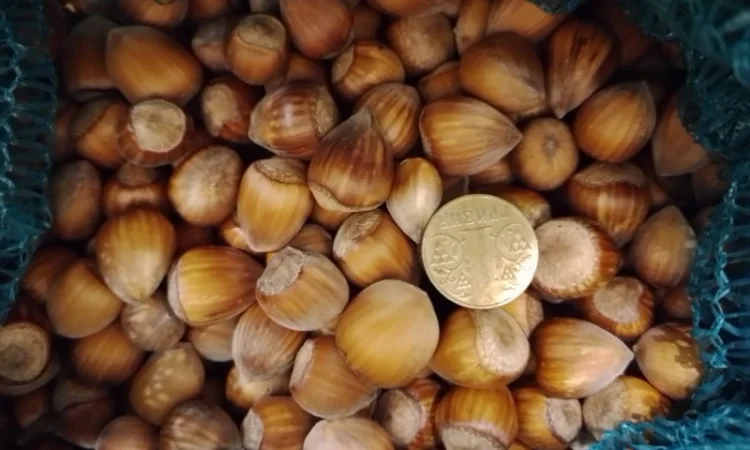 Фундук у шкаралупі (врожай 2024 року) - фото № 1
