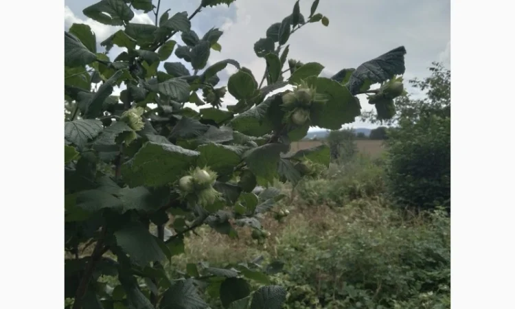 Фундук у шкаралупі (врожай 2024 року) - фото № 4