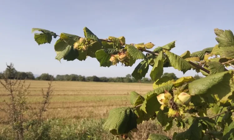 Фундук у шкаралупі (врожай 2024 року) - фото № 5