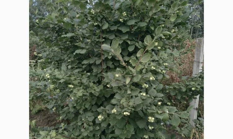 Фундук у шкаралупі (врожай 2024 року) - фото № 6