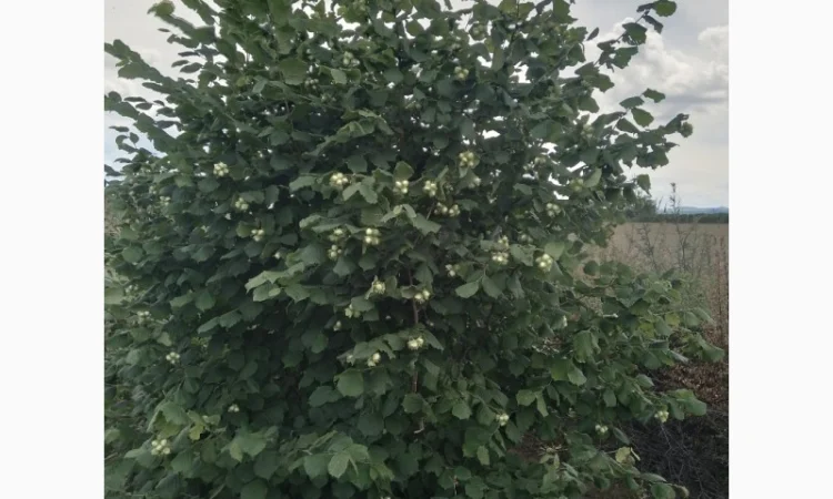 Фундук у шкаралупі (врожай 2024 року) - фото № 7