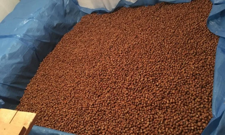 Продам горix фундука, сорт Барcелонський-Каталонський-Галле - фото № 1