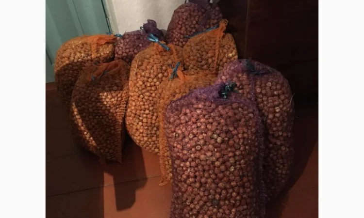 Продам горix фундука, сорт Барcелонський-Каталонський-Галле - фото № 2