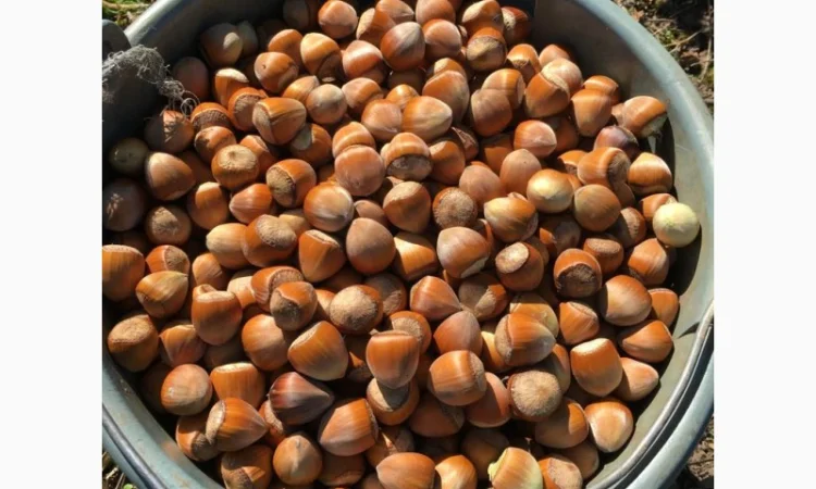 Продам горix фундука, сорт Барcелонський-Каталонський-Галле - фото № 3