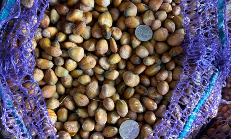 Ліщина лісовий горіх - фото № 1