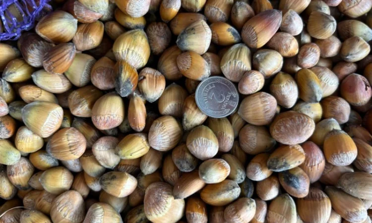 Ліщина лісовий горіх - фото № 2