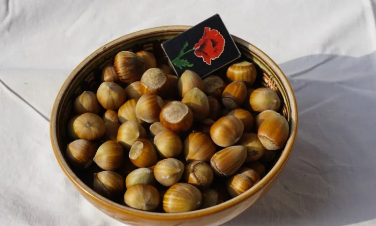 Продамо Фундук - фото № 1