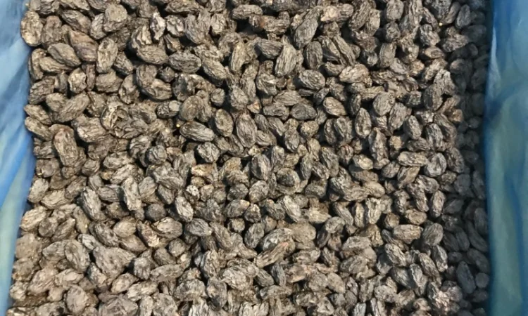 Изюм Узбекистан - фото № 3