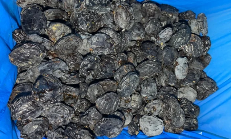 Продам сливу сушену з кісткою - фото № 1