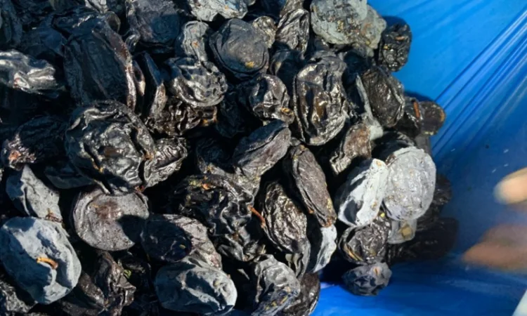 Продам сливу сушену з кісткою - фото № 2