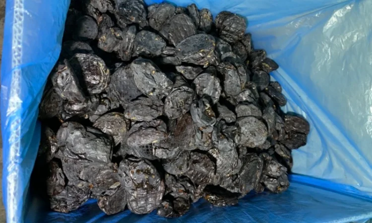 Продам сливу сушену з кісткою - фото № 3