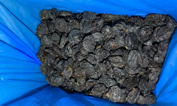 Продам сливу сушену з кісткою - фото № 4