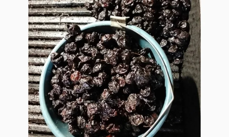 Пропоную чорнослив з кісточкою сушений на дровах. Урожай 2024. Слива черкуша - фото № 1