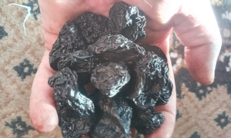 Продам чорнослив з кісткою - фото № 3