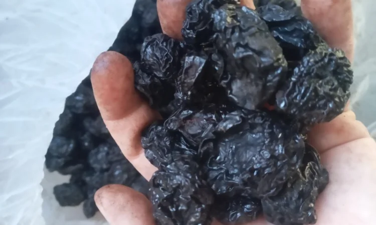 Продам чорнослив з кісткою - фото № 4