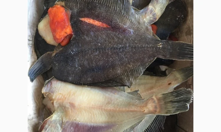 Камбала вяленая - фото № 1