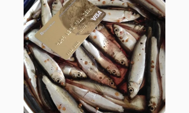 Килька Балтийская - фото № 1