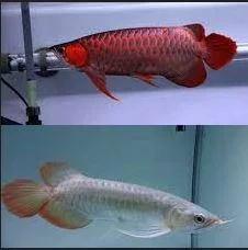 Super red arowana fish and stingray fish for sale - фото № 1