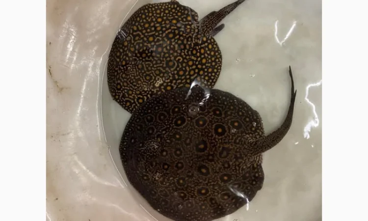 Super red arowana fish and stingray fish for sale - фото № 3