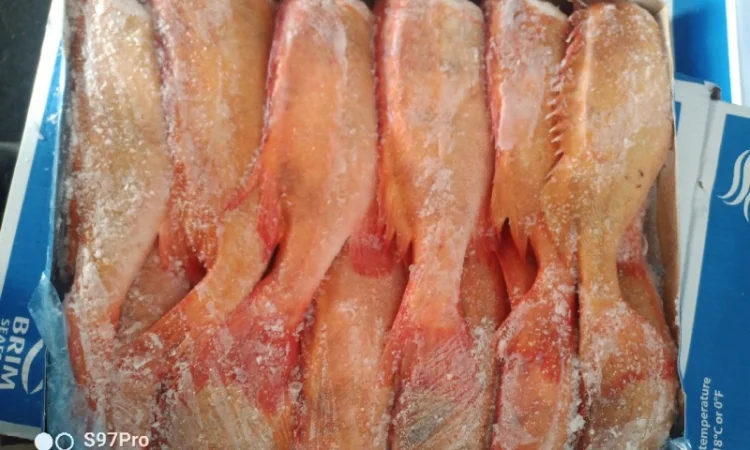 Продажа красного окуня 500-700 г из Исландии - фото № 1