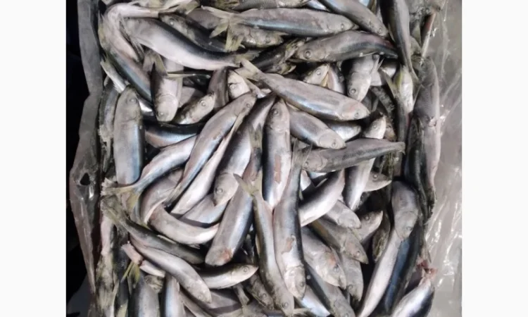 Пропонується салака 12+ RIOBRAVO - фото № 1