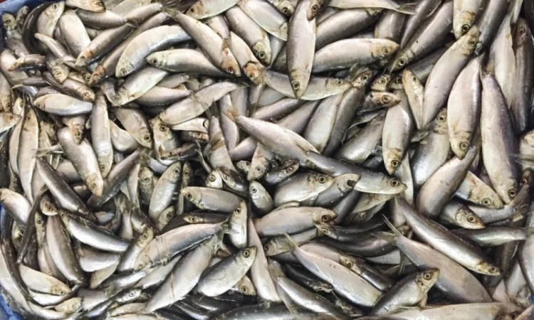 Продам Кильку Балтийская февраль - фото № 1