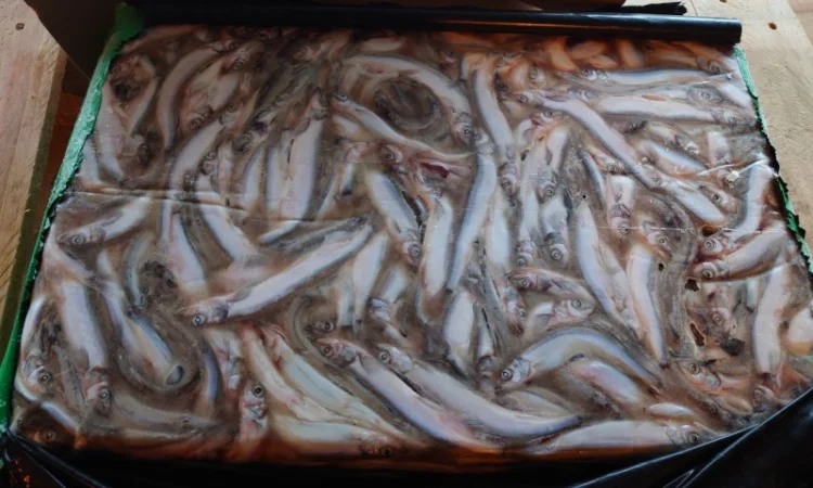 Мойва 25-35 Blimaris - фото № 2