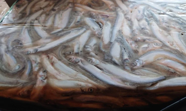 Мойва 25-35 Blimaris - фото № 3