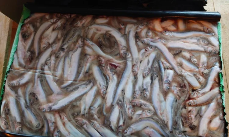 Мойва 25-35 Blimaris - фото № 4