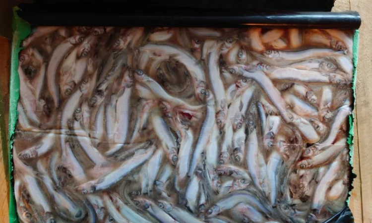 Мойва 25-35 Blimaris - фото № 5