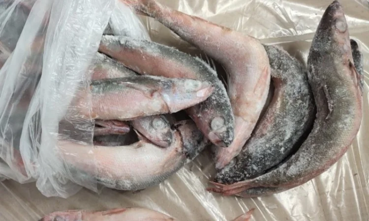 Червоноочка морська - фото № 1