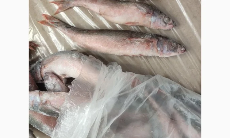 Червоноочка морська - фото № 2