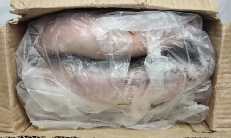 Червоноочка морська - фото № 3