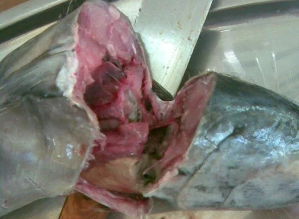 Продажа мороженой пеламиды на борту судна - фото № 20