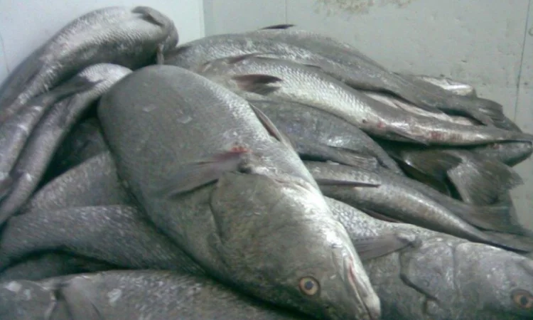 Продажа мороженой пеламиды на борту судна - фото № 2