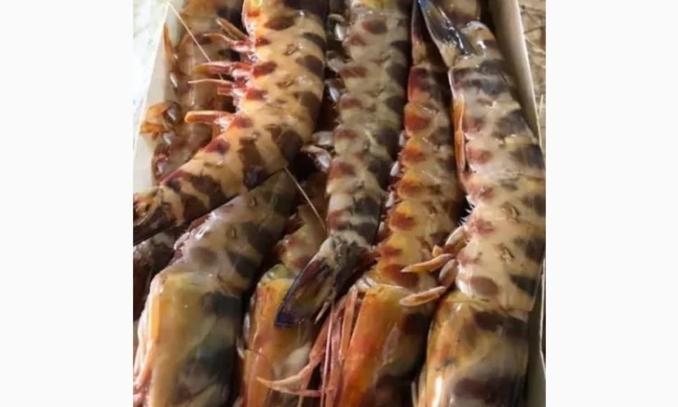 Продажа мороженой пеламиды на борту судна - фото № 7