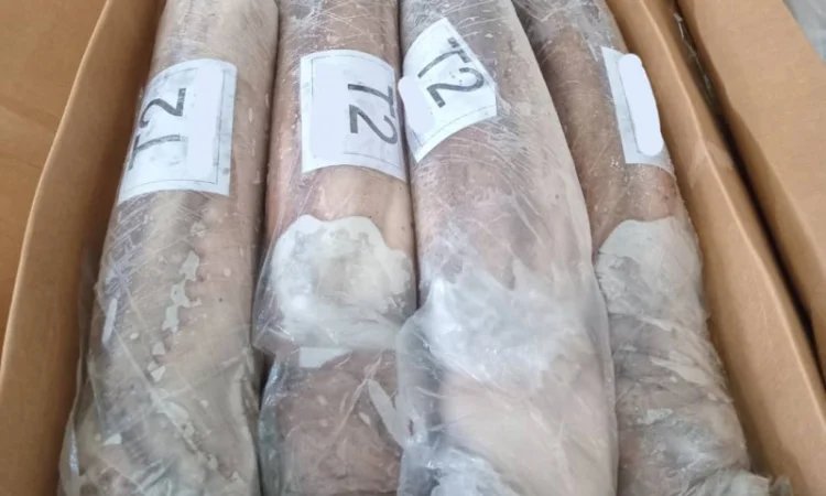 Продажа мороженой пеламиды на борту судна - фото № 6