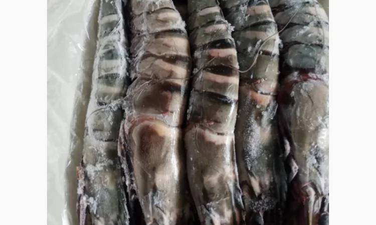 Продажа мороженой пеламиды на борту судна - фото № 5