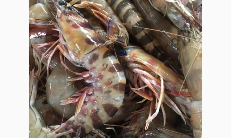 Продажа мороженой пеламиды на борту судна - фото № 4